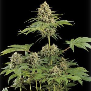 Moby Dick Cannabis Seeds