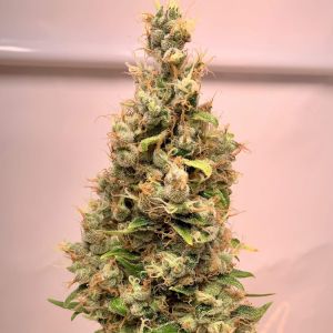 Nebula CBD II Cannabis Seeds