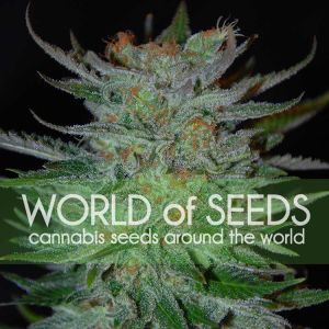 New York 47 Cannabis Seeds