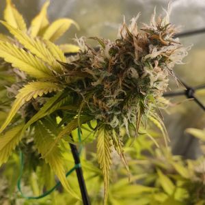 NL Automatic Cannabis Seeds
