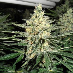 Northern Lights #9 Cannabis Seeds