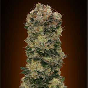 Sweet Soma Cannabis Seeds