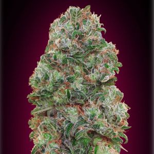 Bubble Gum Cannabis Seeds