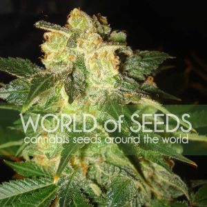Pakistan Ryder Cannabis Seeds