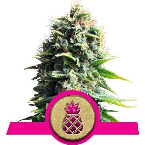 Pineapple Kush Cannabis Seeds