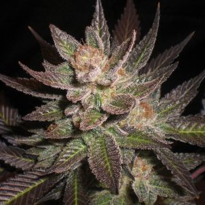 Purple Haze Cannabis Seeds