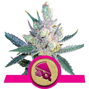 Royal Cheese (Fast Version) Cannabis Seeds