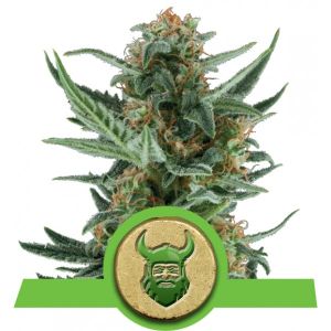 Royal Dwarf Cannabis Seeds