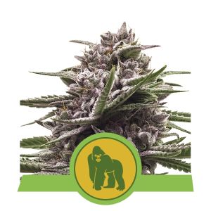 Royal Gorilla Automatic Cannabis Seeds