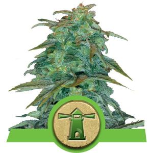 Royal Haze Automatic Cannabis Seeds