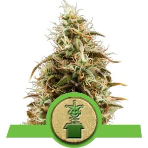 Royal Jack Automatic Cannabis Seeds