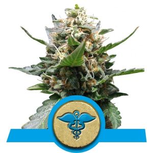 Royal Medic Cannabis Seeds