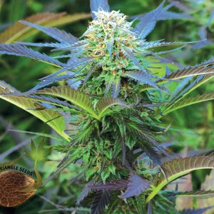 Royal Purple Kush Cannabis Seeds
