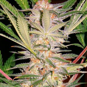 S.A.D Sweet Afgani Delicious S1 Cannabis Seeds