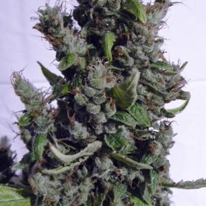 Boulder Bubblegum Cannabis Seeds