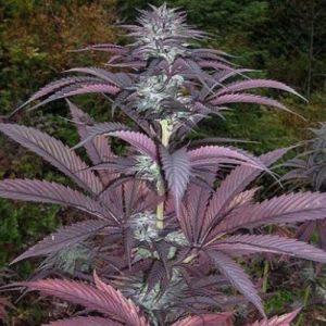 Purple Pinecone Cannabis Seeds