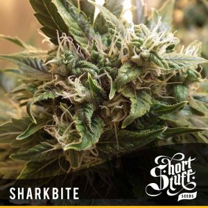 Sharkbite Cannabis Seeds