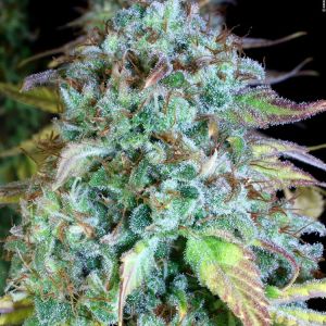 Serious Happiness Cannabis Seeds