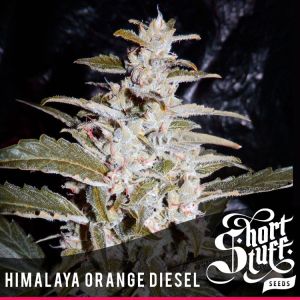 Himalayan Orange Diesel