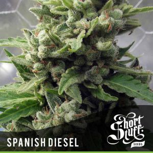 Auto Spanish Diesel Cannabis Seeds