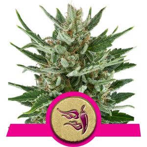 Speedy Chile Cannabis Seeds