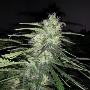 Spliff Strawberry Cannabis Seeds