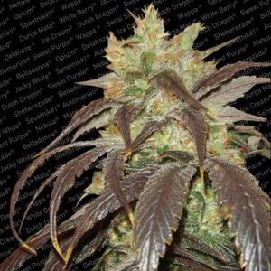 Spoetnik #1 Cannabis Seeds