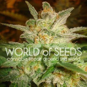 Star 47 Cannabis Seeds