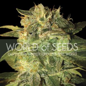 Sugar Mango Ryder Cannabis Seeds