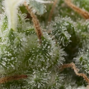 Auto Super Hash Cannabis Seeds