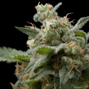 Super Hash Cannabis Seeds