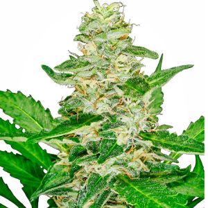 Super Skunk Automatic Cannabis Seeds
