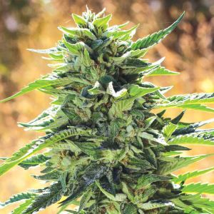 Super Sour OG Cannabis Seeds