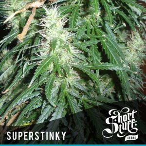 Super Stinky Cannabis Seeds