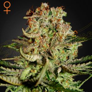 Super Bud Cannabis Seeds