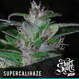 Super Cali Haze (Super Auto) Cannabis Seeds