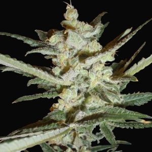 Supersonic Crystal Storm Cannabis Seeds