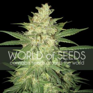 Sweet Coffee Ryder Cannabis Seeds