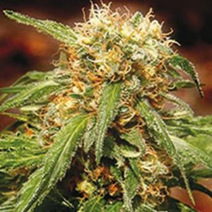 Sweet Tai Cannabis Seeds