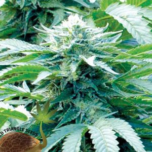 Trinity Kush Cannabis Seeds