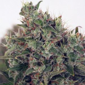 Ultra White Amnesia Cannabis Seeds