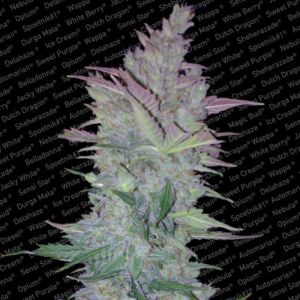 Vertigo Cannabis Seeds