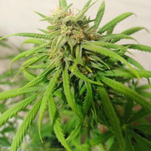 West Coast OG Cannabis Seeds