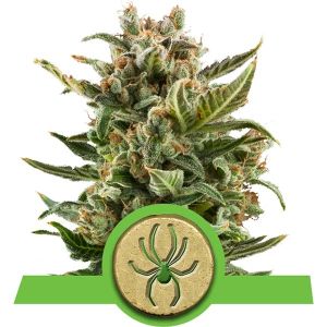 White Widow Automatic Cannabis Seeds