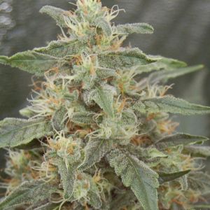 White Widow Cannabis Seeds