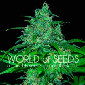 Wild Thailand Cannabis Seeds