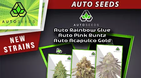 New Autoseeds Cannabis Seeds
