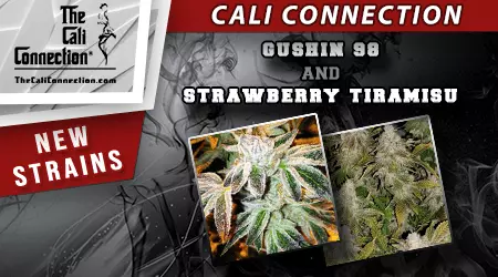 New Cali Connection Cannabis Seeds
