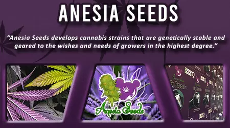 Anesia Cannabis Seeds