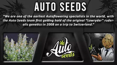 Auto Cannabis Seeds